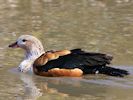 Orinoco Goose (WWT Slimbridge April 2013) - pic by Nigel Key